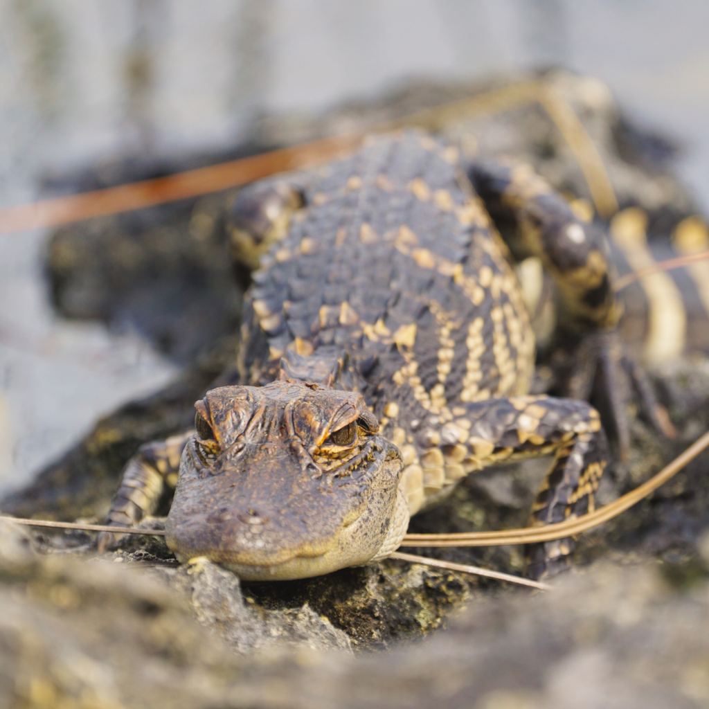 Hatchling American Alligator