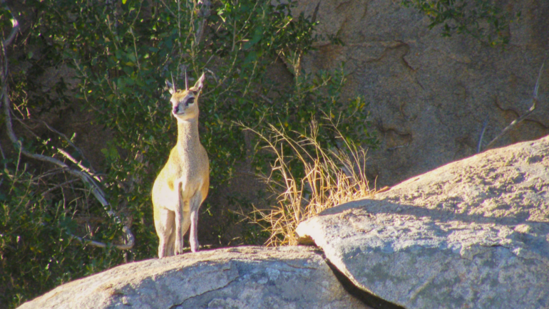 Klipspringer in Kruger National Park, South Africa