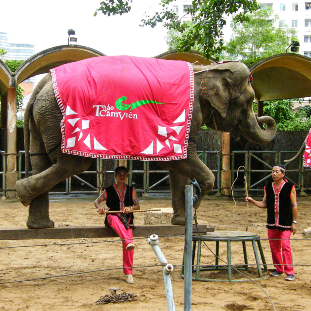 Captive asian Elephant forced to do Tricks