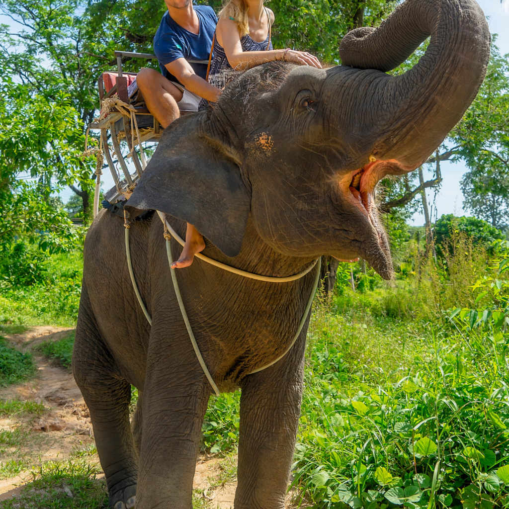 Unethical elephant riding with tourists in Asia.