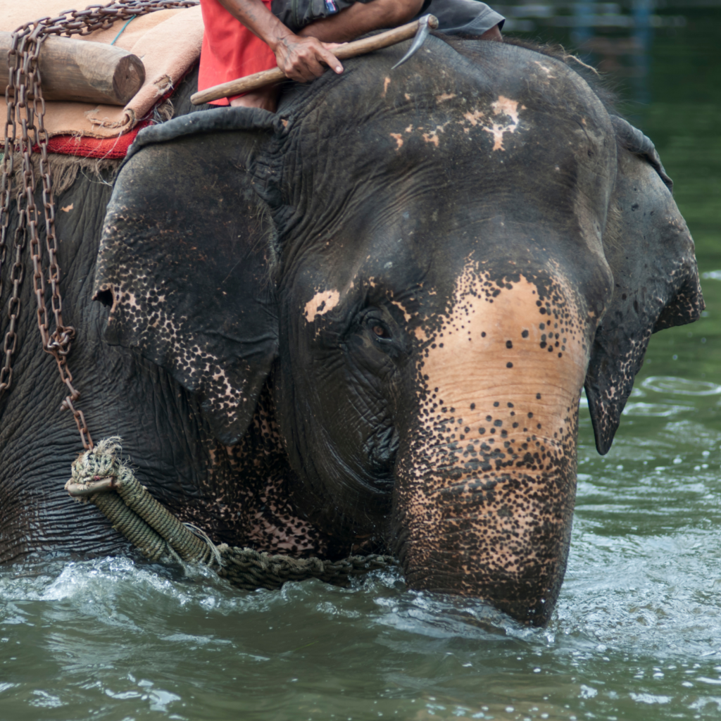 elephant chained and ridden in the water