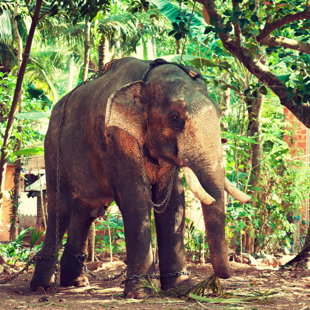 chained adult male asian elephant