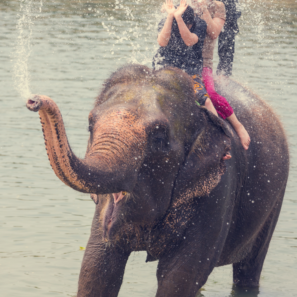 tourists bathing elephants in an unethical tourism encounter