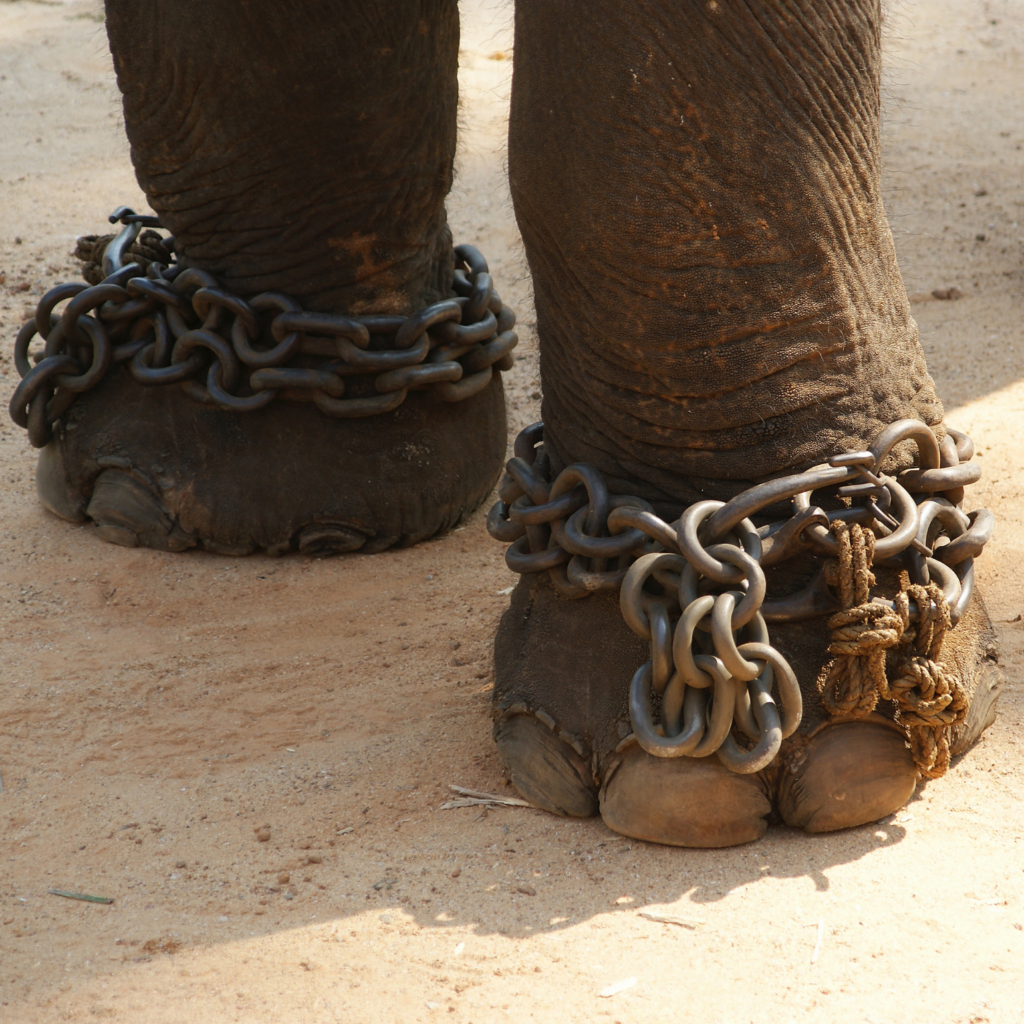 elephant feet in chains