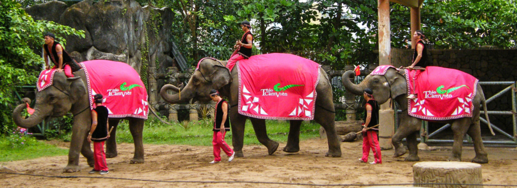 Unethical elephant circus show in Vietnam