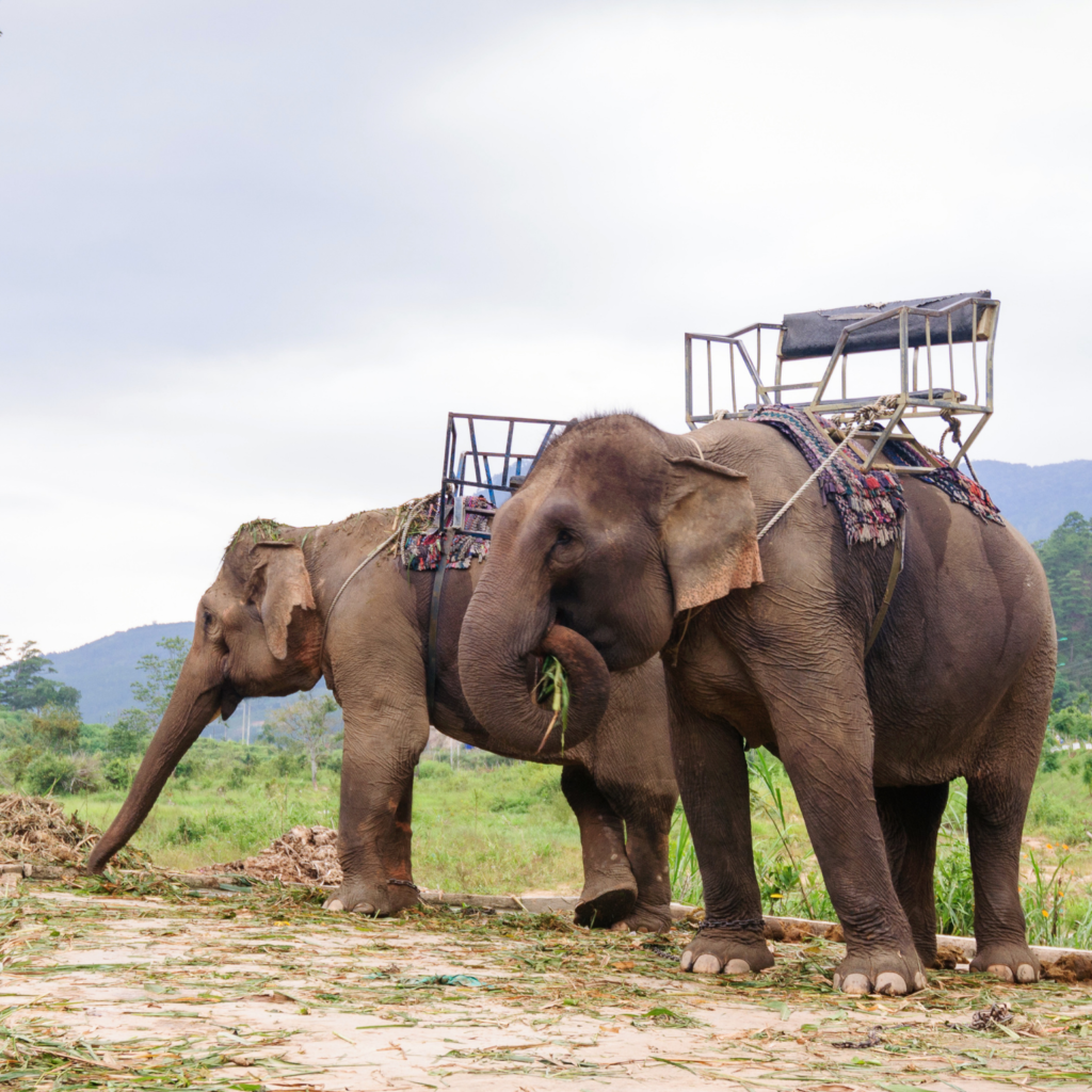 Abusive elephant riding with tourists in Asia