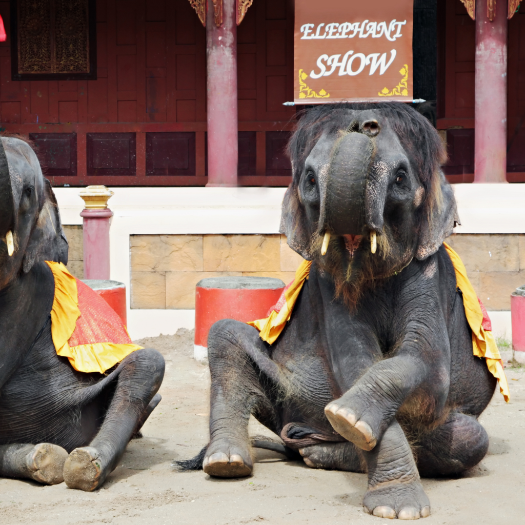 Unethical elephant shows for tourists in Asia.