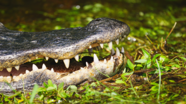 American alligator teeth from an open jaw in Everglades National Park