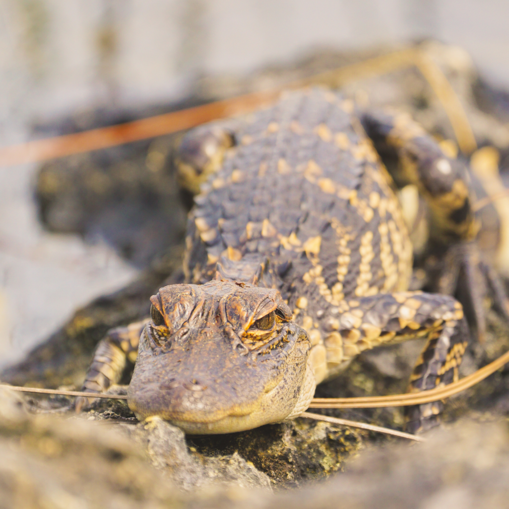 Baby American alligator resting near the water in Everglades National park