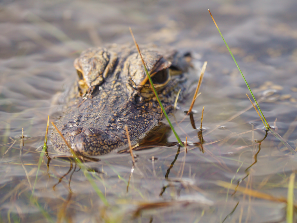 Baby American alligator resting in the water in Everglades National park