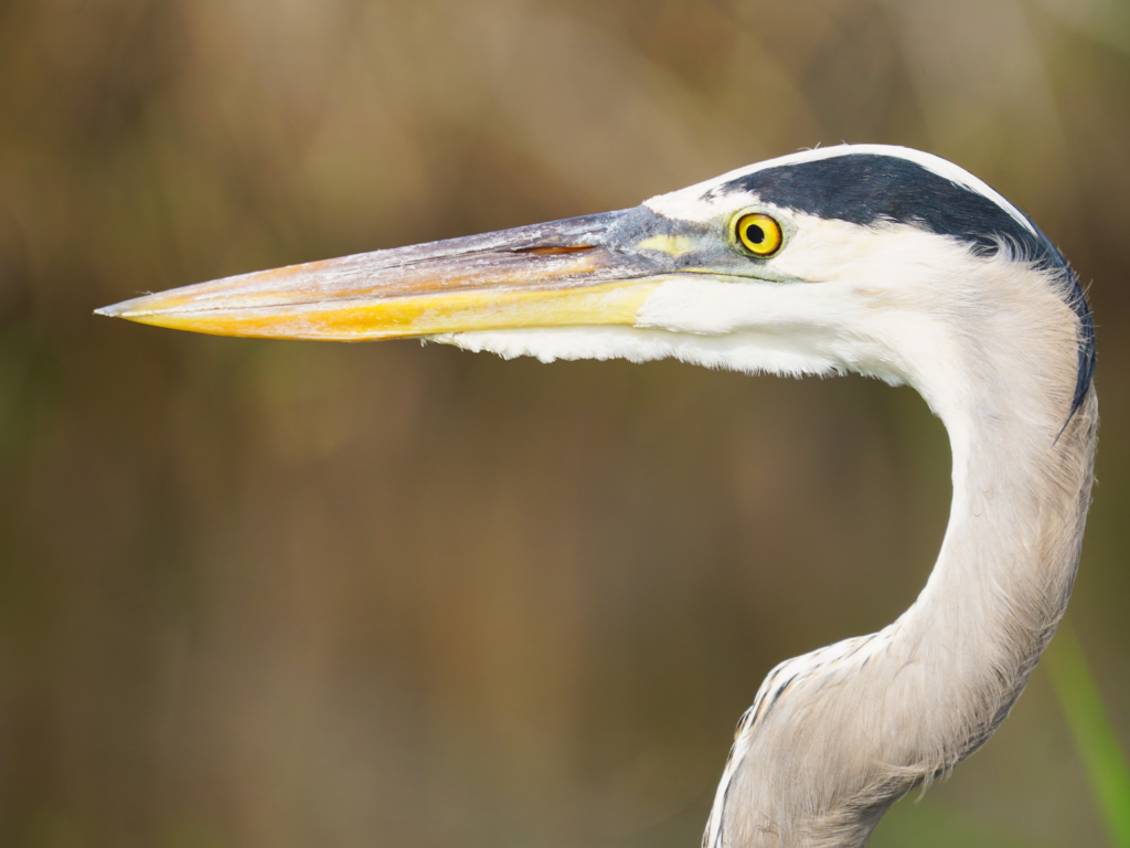 Great Blue Heron in Everglades National Park