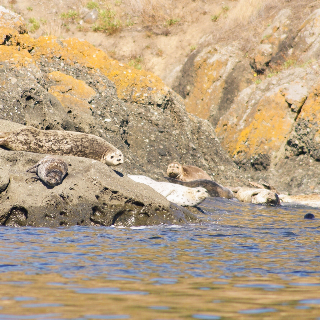 Group of harbor seals resting on the rocky shore near San Juan Island, Washington