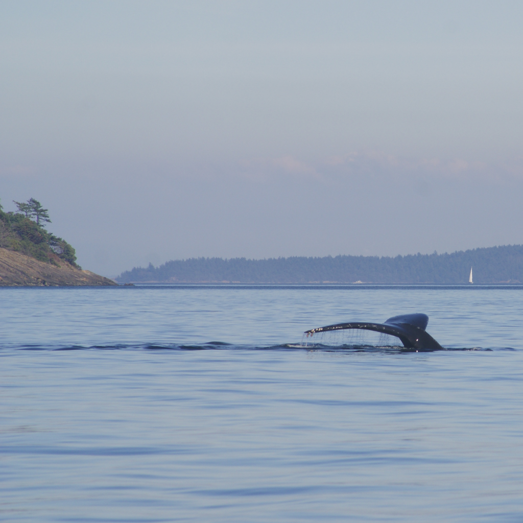 Tail fluke of a humpback whale near San Juan Island, Washington