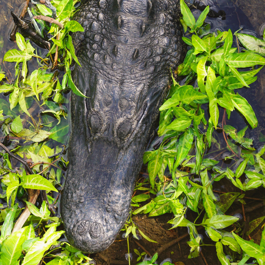 Adult American alligator resting in the green water vegetation of Everglades National Park