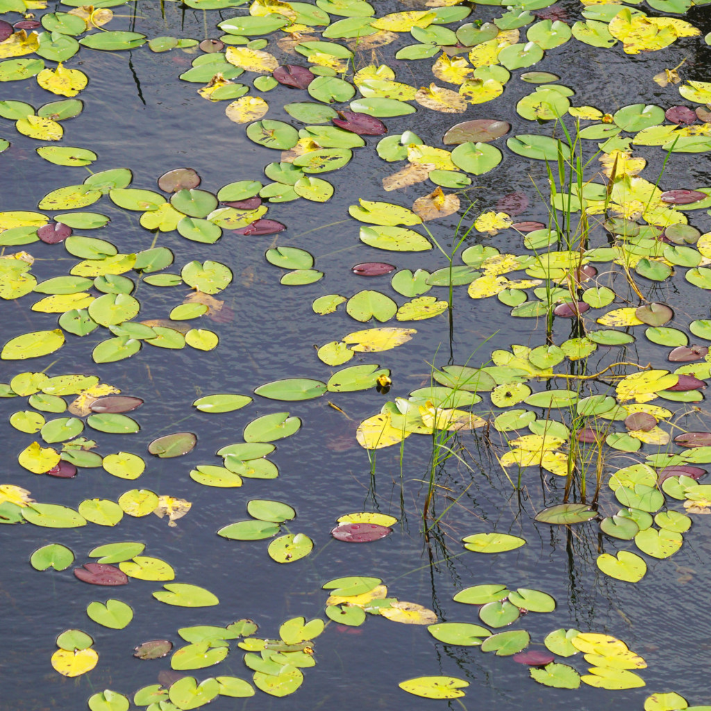 Lilly pads near Shark Valley observation tower, Everglades National Park