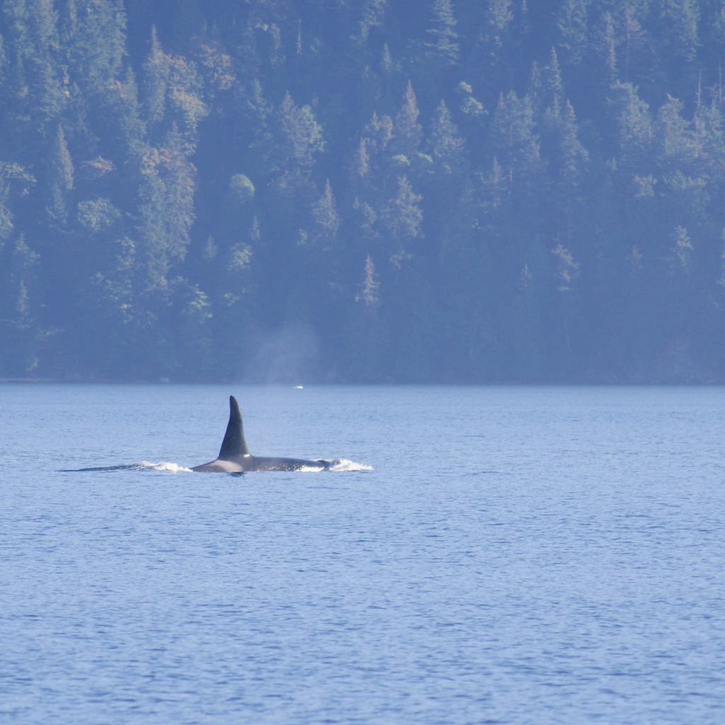 male orca swimming near San Juan Island, Washington Whale watching