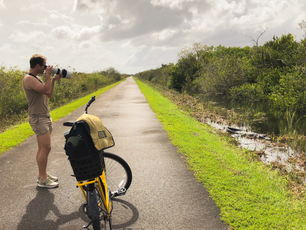 photographing a large American alligator from the Shark Valley bike trail, Everglades National Park