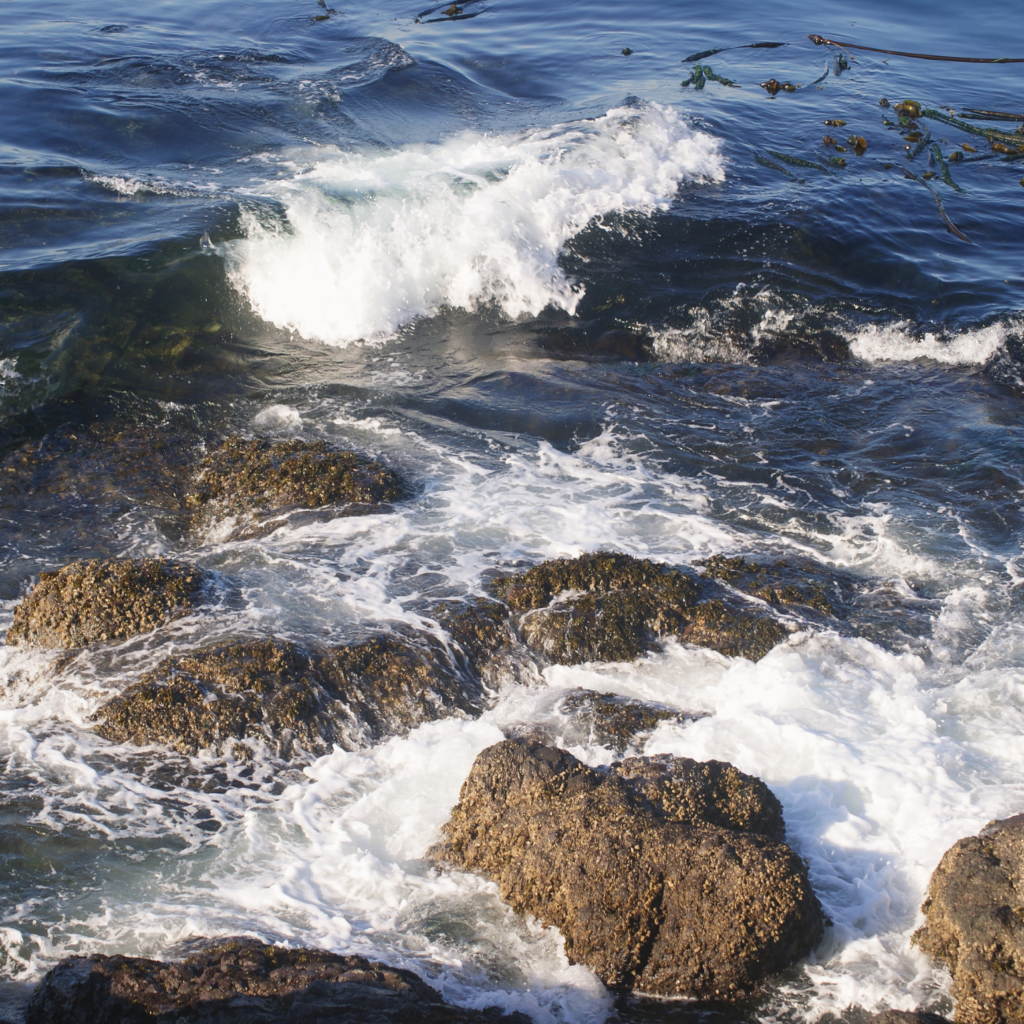 Rocky shore of the Pacific Northwest, Lime Kiln Point State Park, San Juan Island, Washington