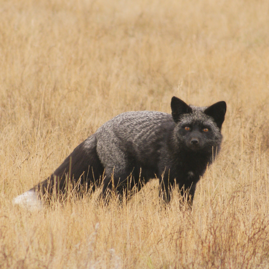 Silver phase red fox spotting on San Juan Island, Washington