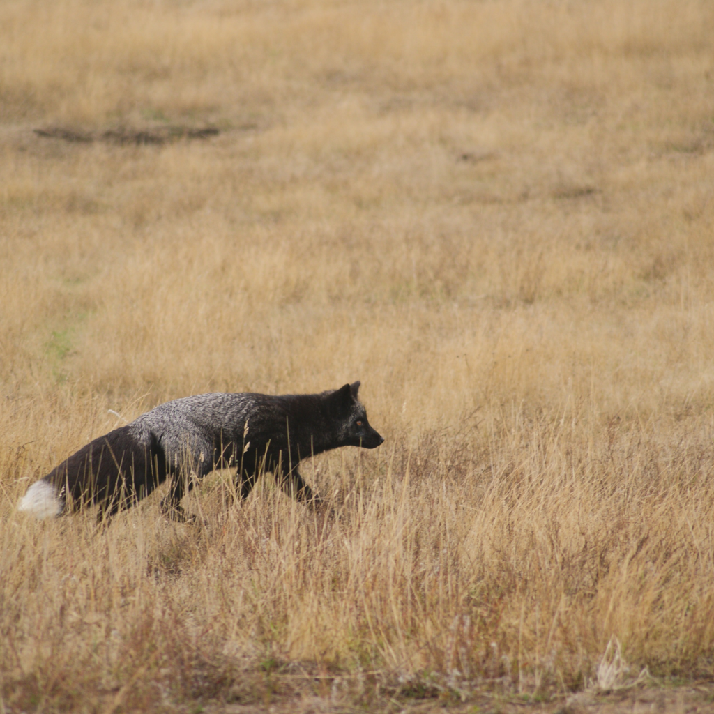 Black Silver phase red fox spotting on San Juan Island, Washington