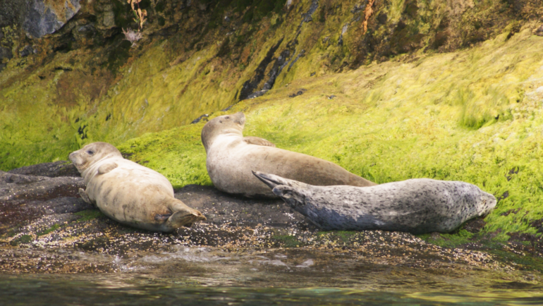 three harbor seal resting on the rocky shore on San Juan Island, Washington