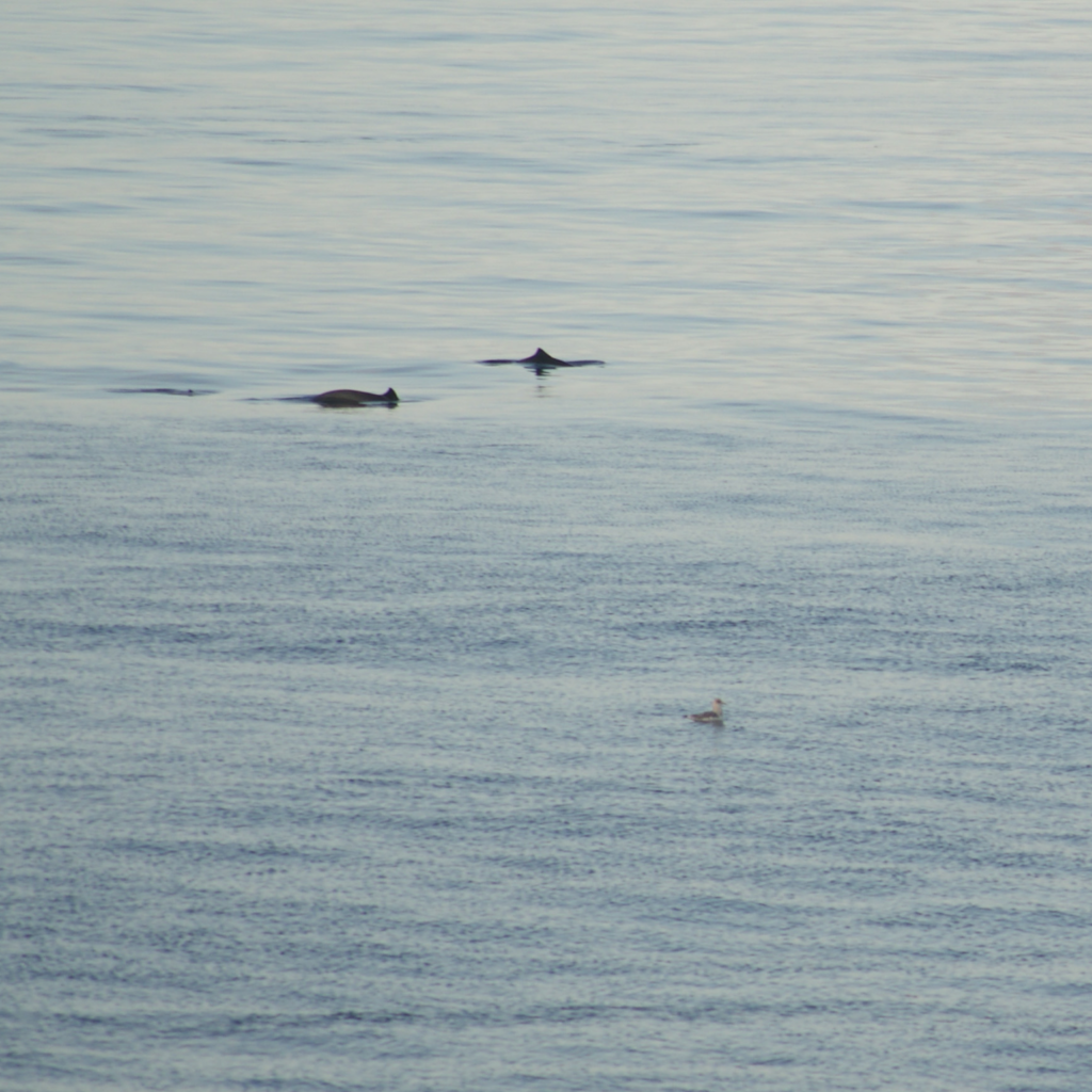 Two harbor porpoises swimming past Lime Kiln Point State Park on San Juan Island, Washington