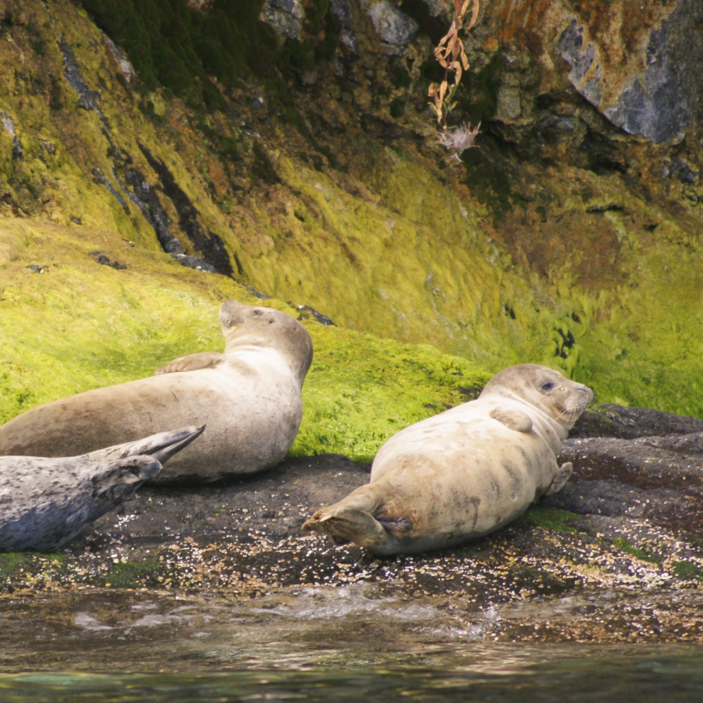 harbor seal resting on the rocky shore on San Juan Island, Washington