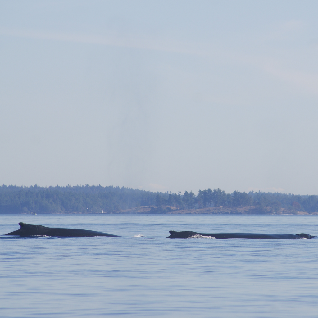 Two humpback whales swimming near San Juan Island, Washington