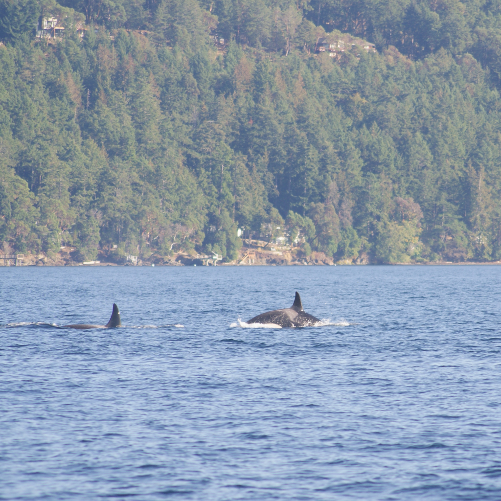 two orcas swimming near San Juan Island, Washington Whale watching