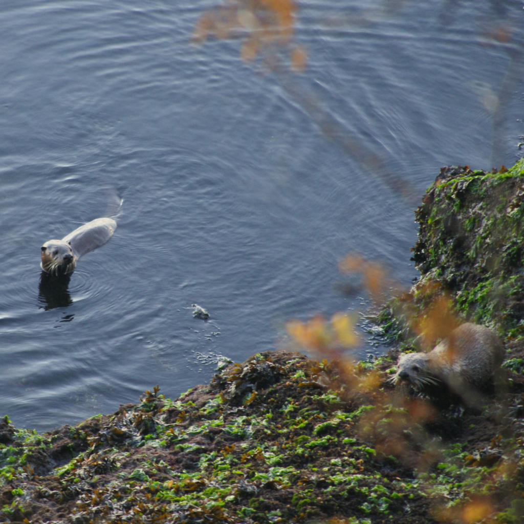 Two river otters feeding on the shore line near Roche Harbor, San Juan Island, Washington