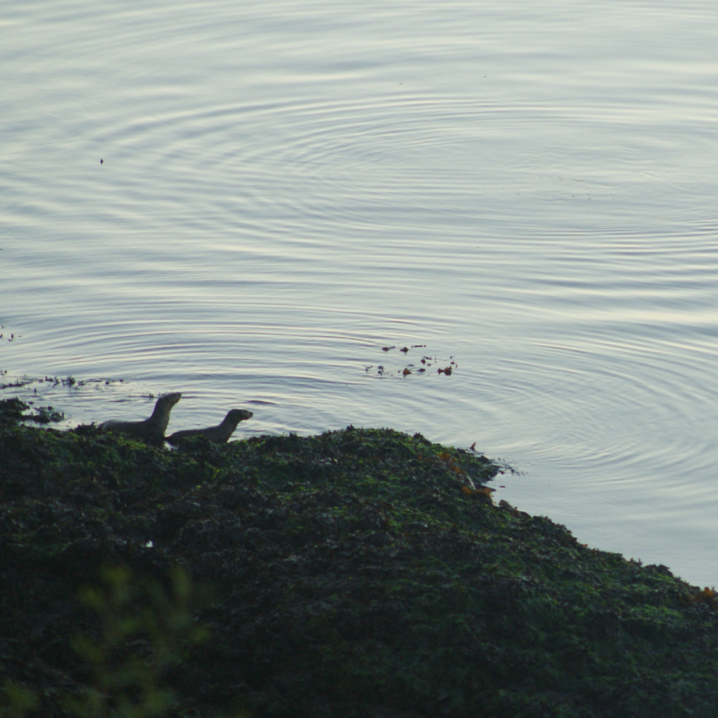 Two river otters on the shore