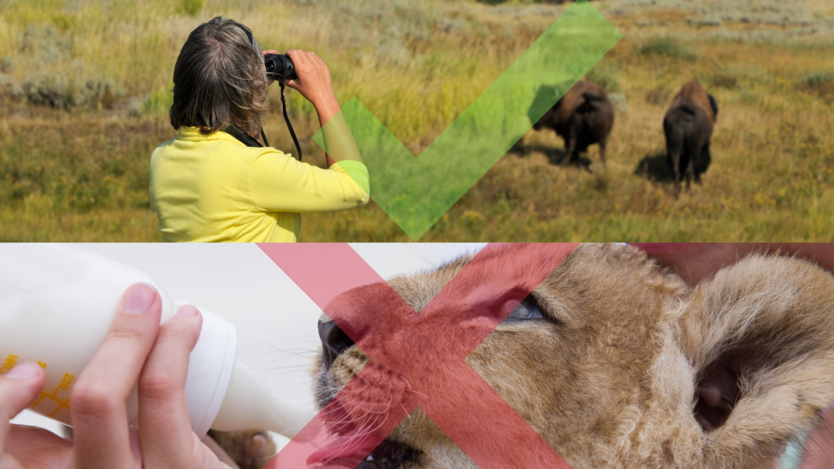 women looking at bison from a distance vs bottle feeding a lion cub