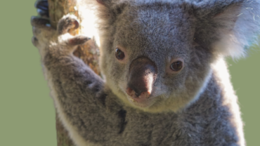 Koala holding onto a branch