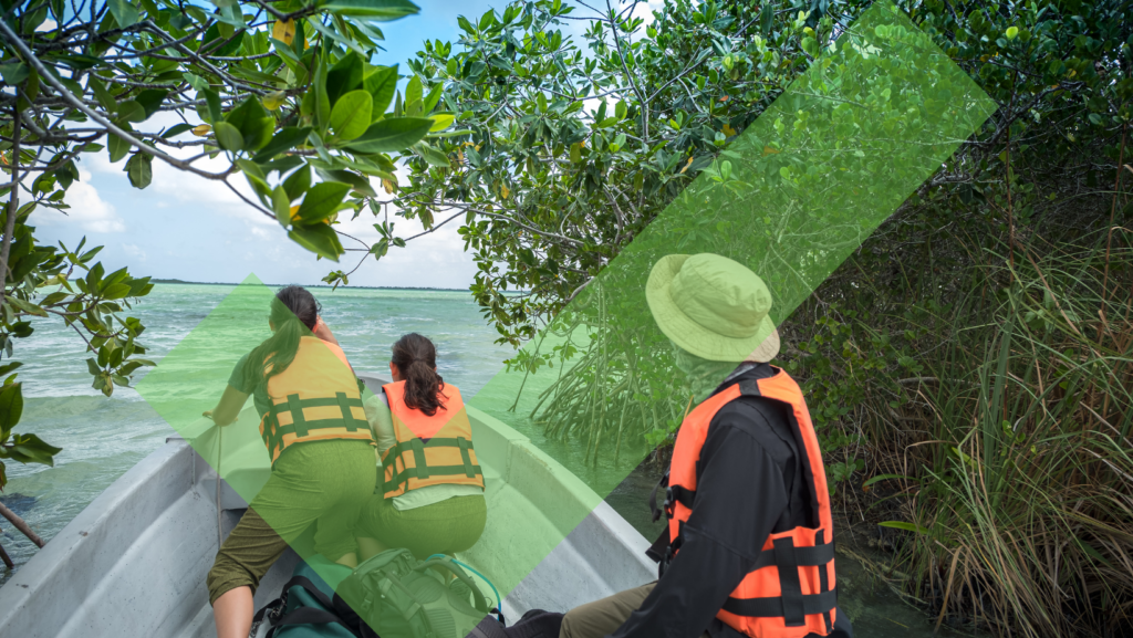 Eco-tourism practices visiting a coastal mangrove area.