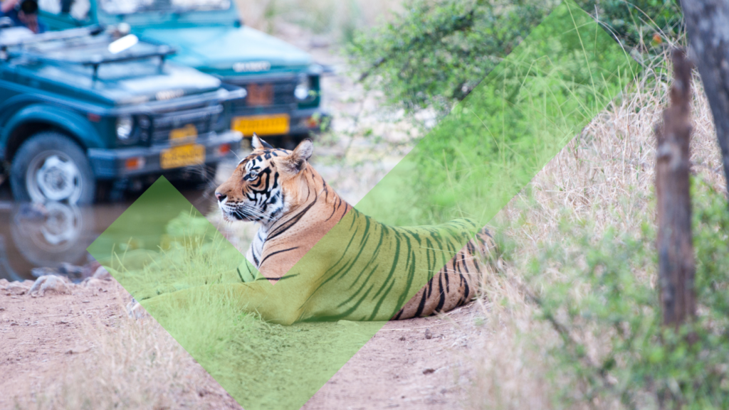 Tiger laying down being viewed from safari jeeps in India