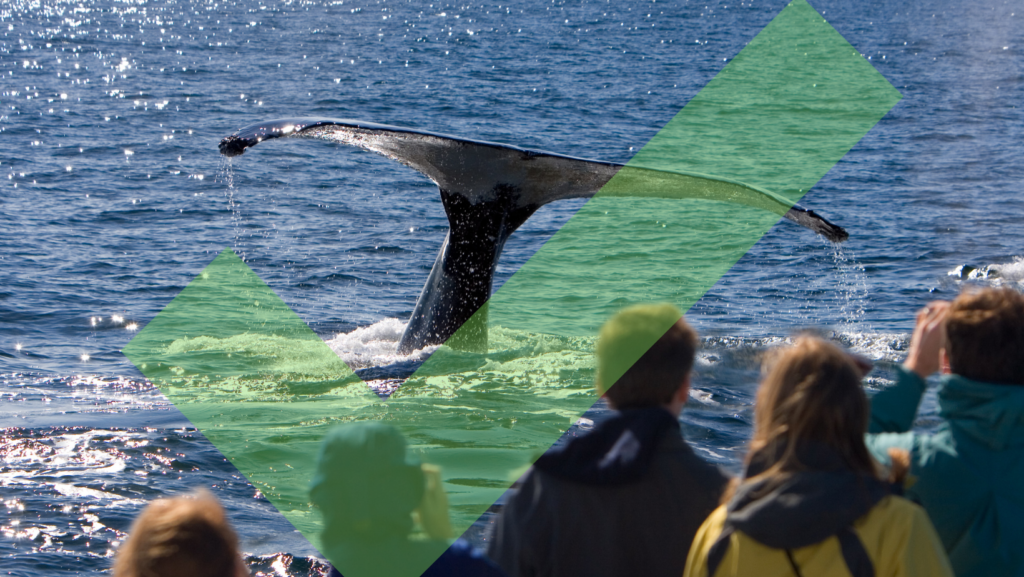 Ethical whale watching tail fluke with a crowd watching