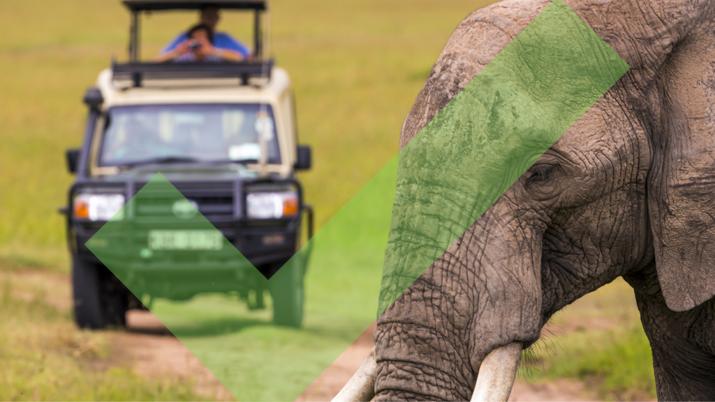 African elephant viewed on safari from a jeep