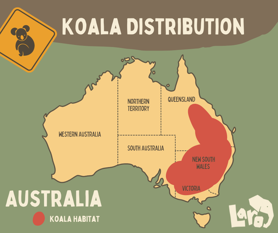 Koalas range along the coastline of Queensland, New South Wales, South Australia, and Victoria.