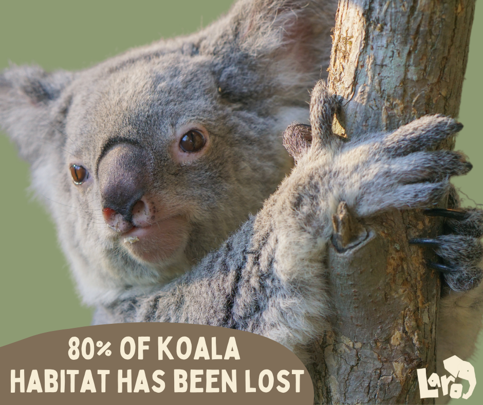 Nearly 80 percent of koala habitat has been lost to development, drought, and bushfires.