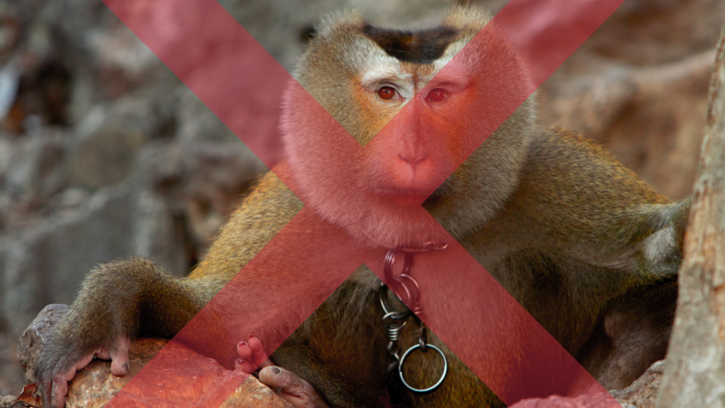 Chained monkey looking at the camera with a red x through the photo