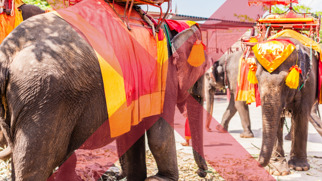 Elephants used for cruel riding operations for paying tourists.