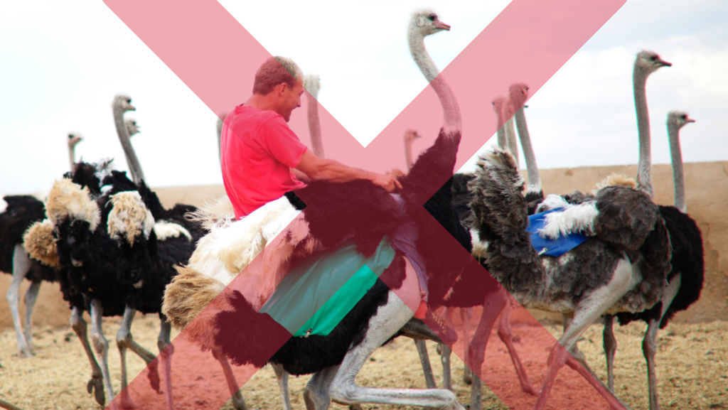 AVOID: Tourist riding on an ostrich at an unethical facility exploiting wildlife.