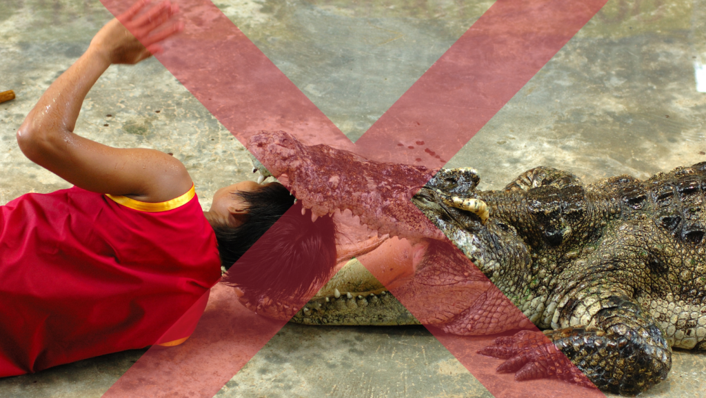 Person with their head inside a crocodile mouth at an unethical and extremely dangerous crocodile show.