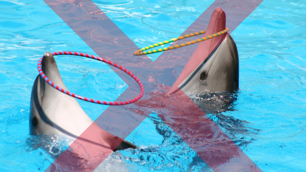 Unnatural dolphin shows with dolphins balancing hoops