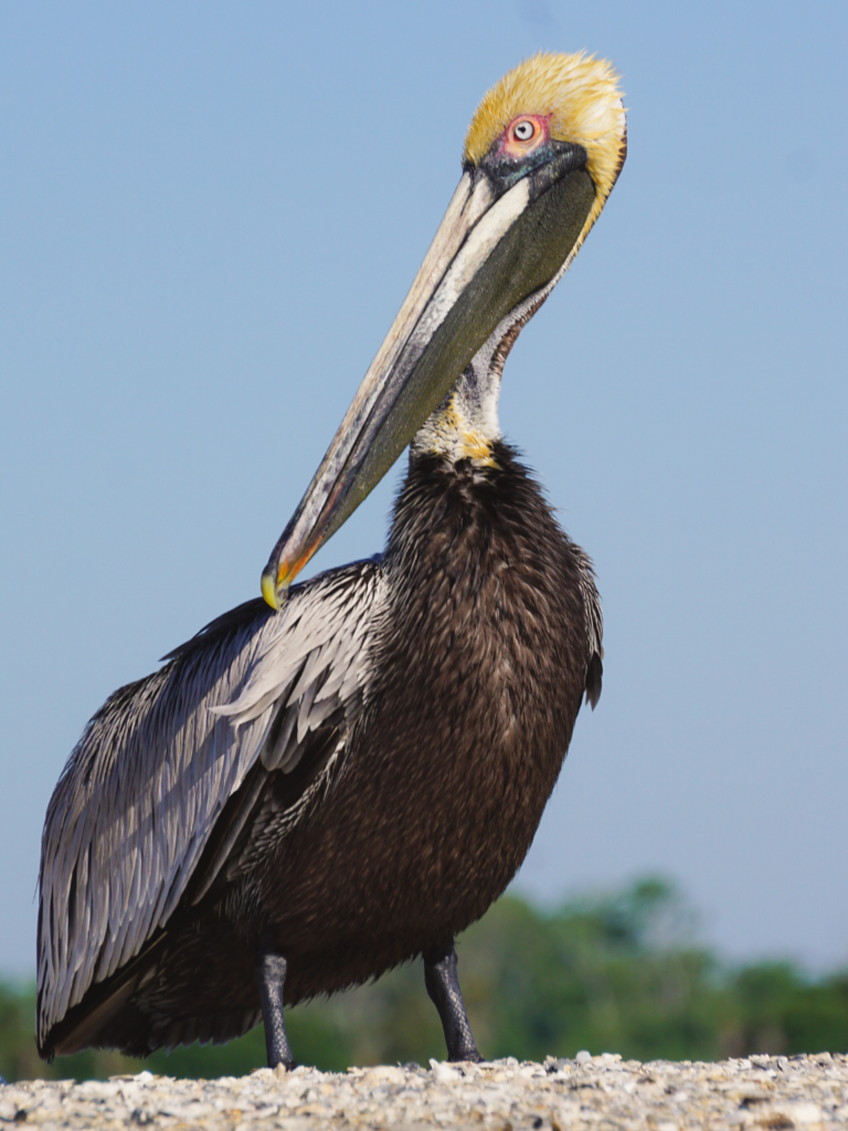 brown pelican resting on the beach