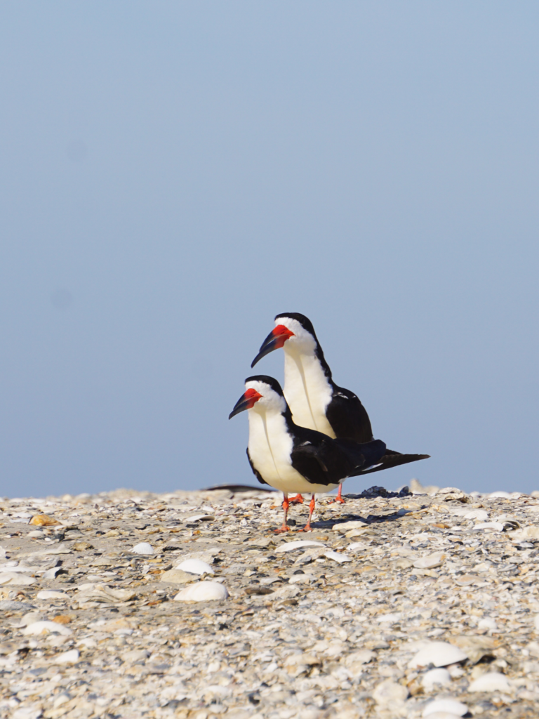 Two black skimmers resting on the beach