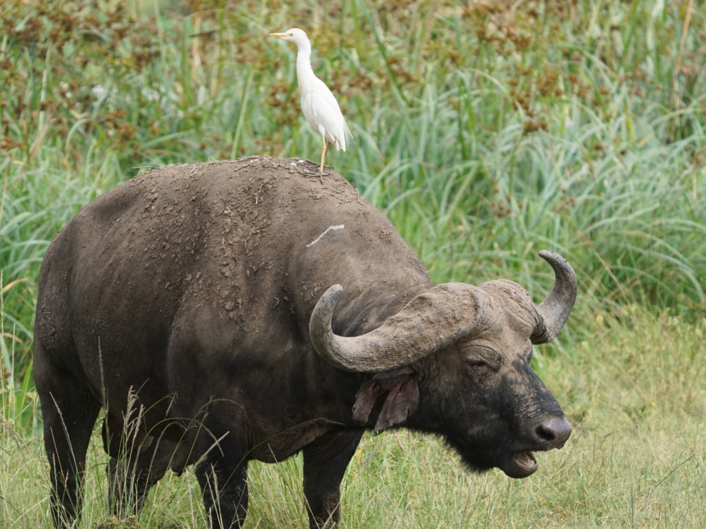 Male cape buffalo with cattle egret on his back in Nairobi National Park