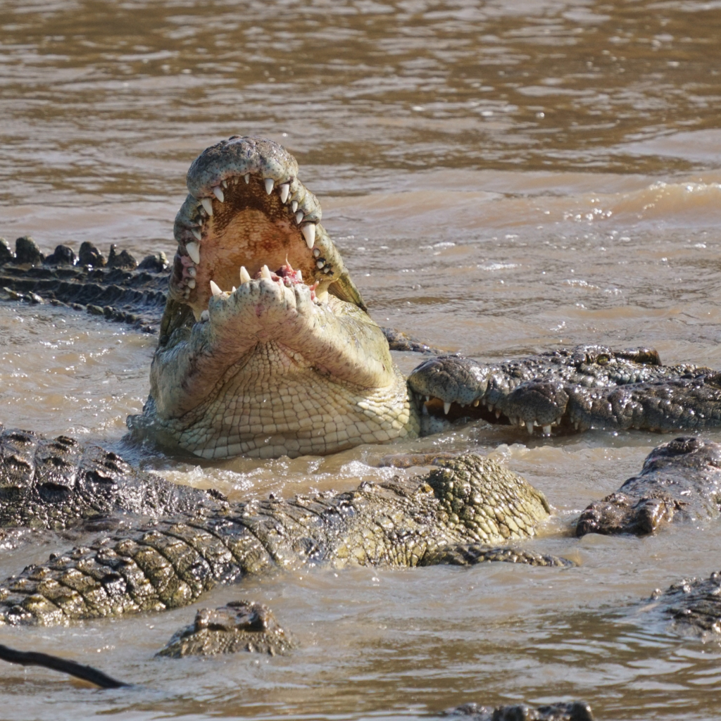 nile crocodiles eating a zebra in the Mara River