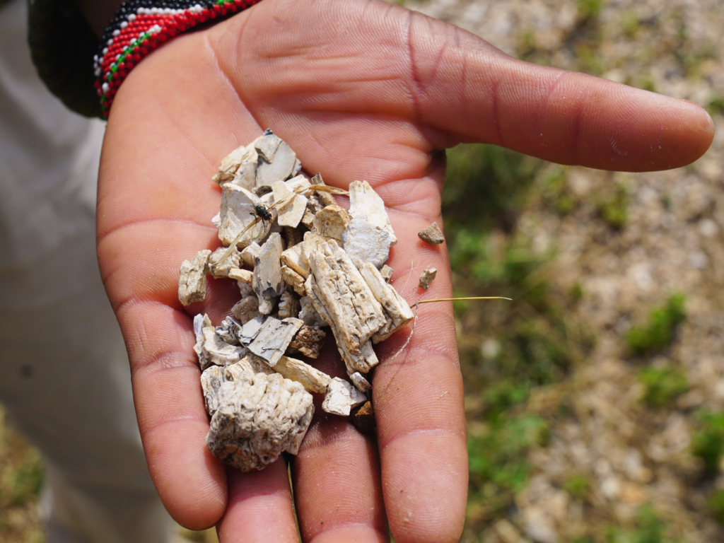 Man holding elephant ivory shards Nairobi National Park