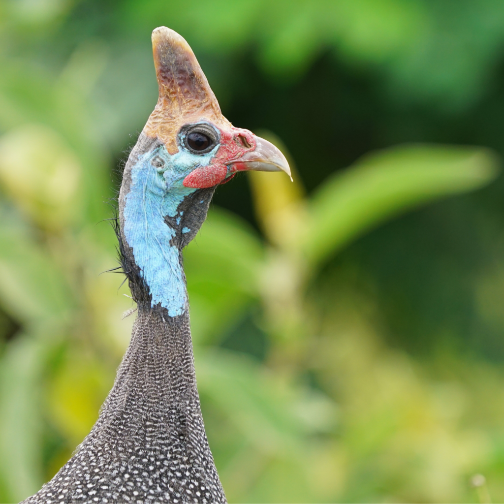 up close of a helmeted guinea fowl in Nairobi National Park